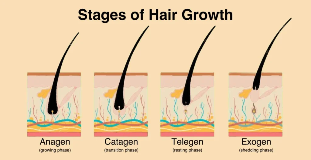 Cách giúp tóc mọc nhanh: Hướng dẫn khoa học cho mái tóc dài mượt
